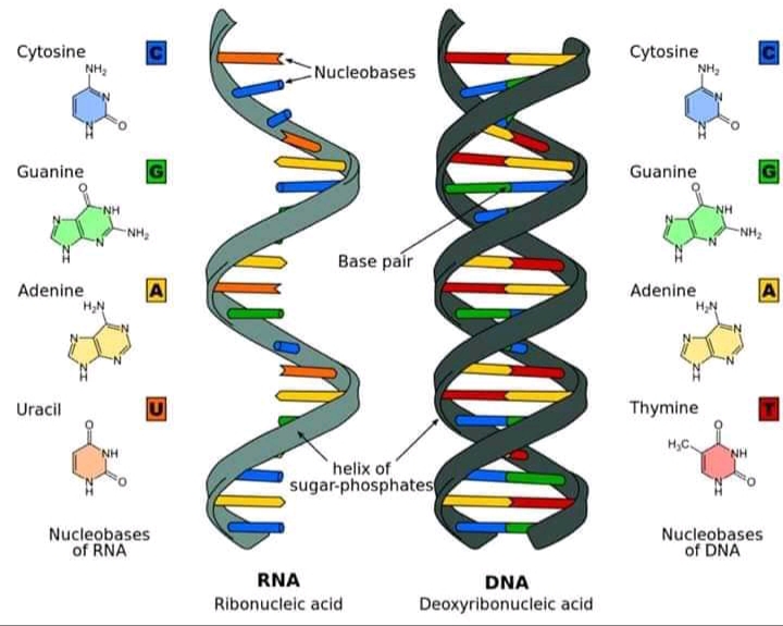 Molecular markers & their application